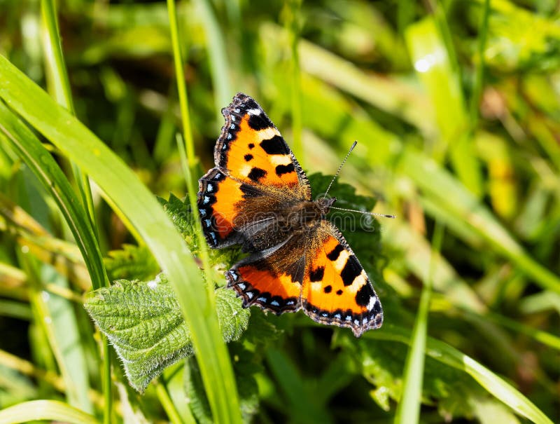 Colourful European Small Tortoiseshell butterfly standing on Stinging nettle leaves,Aglais urticae,Beautiful wild insect in sunny day summer park in Uk. Colourful European Small Tortoiseshell butterfly standing on Stinging nettle leaves,Aglais urticae,Beautiful wild insect in sunny day summer park in Uk