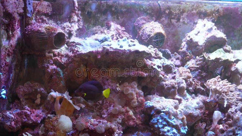 Colourful exotic fishes underwater on the tropical coral reef. Beautiful underwater landscape with tropical fish and