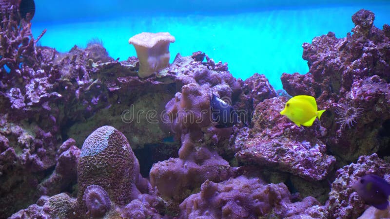 Colourful exotic fishes underwater on the tropical coral reef. Exotic tropical fishes in blue water of marine aquarium