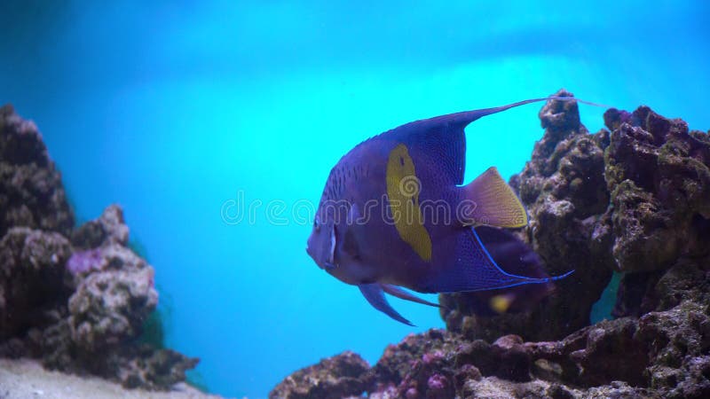 Colourful exotic fishes underwater on the tropical coral reef. Exotic tropical fishes in blue water of aquarium