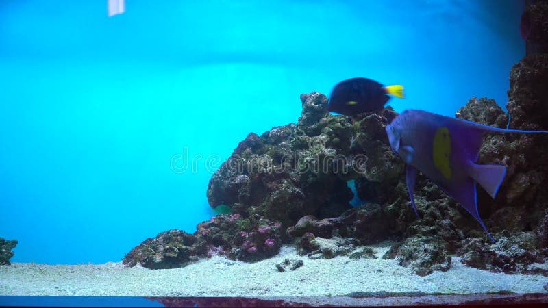 Colourful exotic fishes underwater on the tropical coral reef. Exotic tropical fishes in blue water of marine aquarium