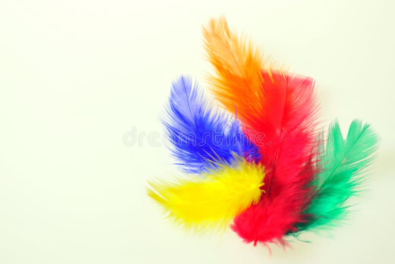 Colourful Feathers