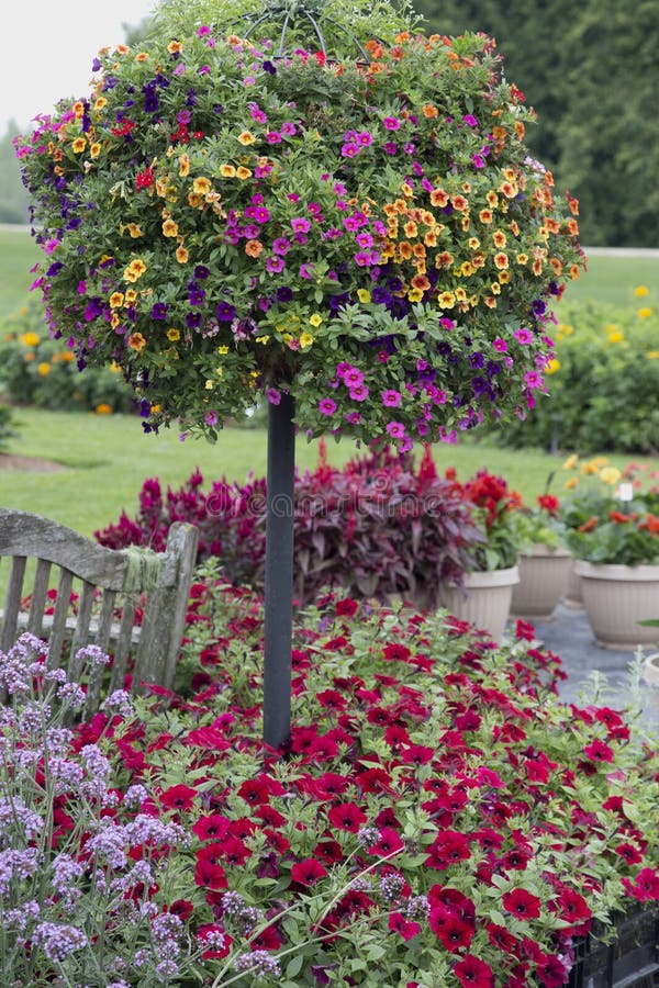 Colourful Flower Basket Tree Stock Photo Image of spring, orange