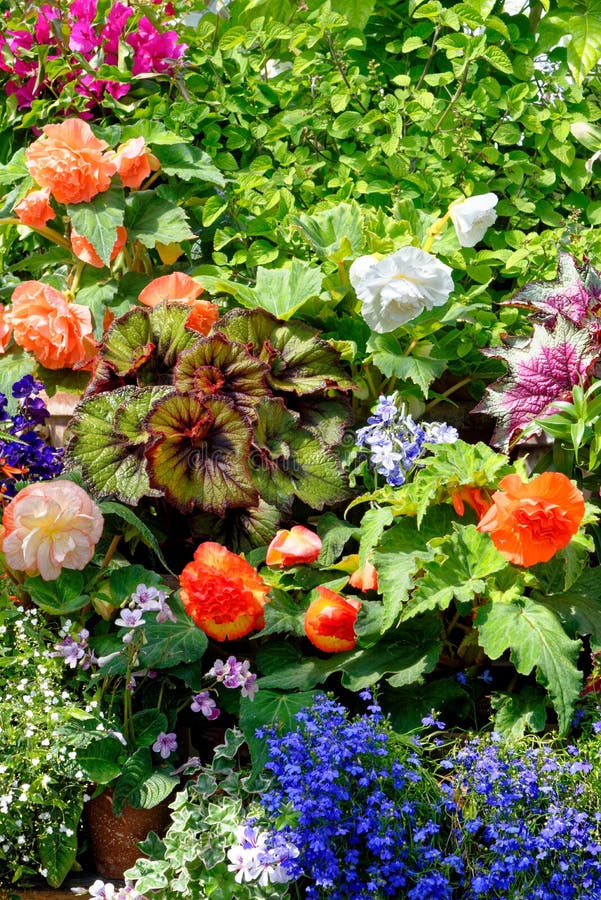 Colourful Flowers in an English Garden Stock Image Image of blooms