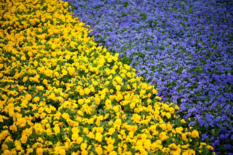 Colourful Flowers In Garden Stock Photo - Image of backyard, lawn: 40160604