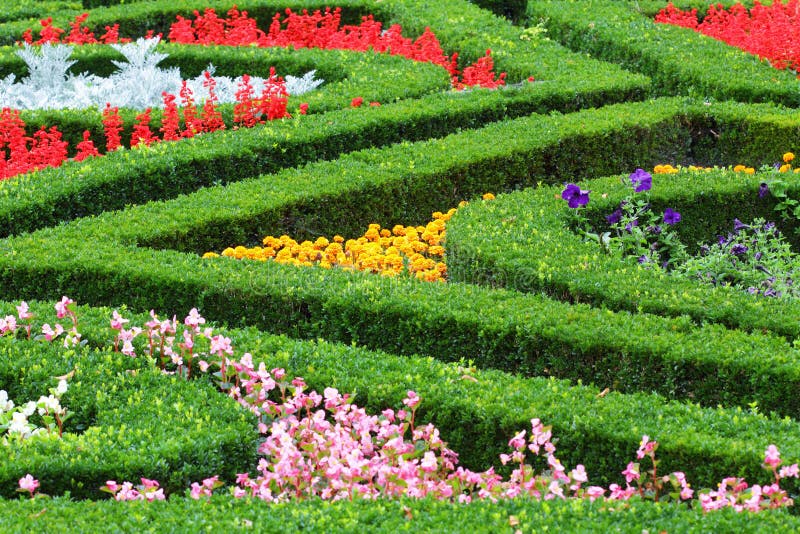 Colourful flowers with green bushes detail