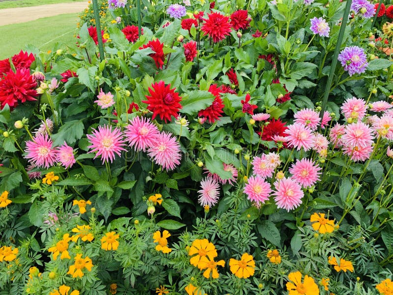 Colourful Flowers with Plants Stock Image Image of plant, grass