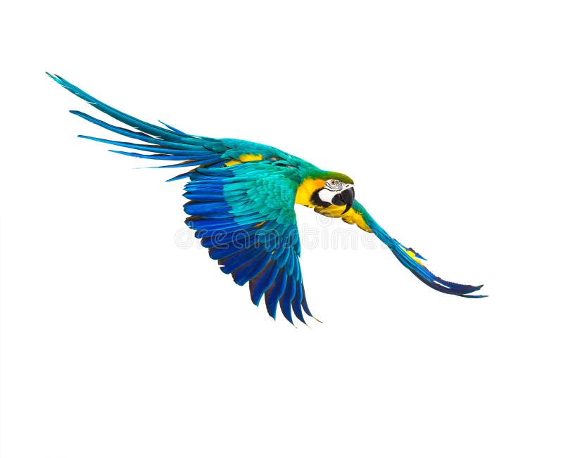 Colourful flying parrot