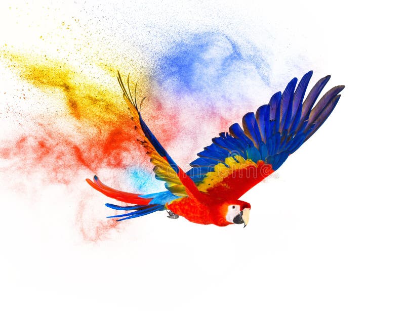 Colourful flying parrot isolated on white. Dynamic colour stock images, royalty-free photos and pictures