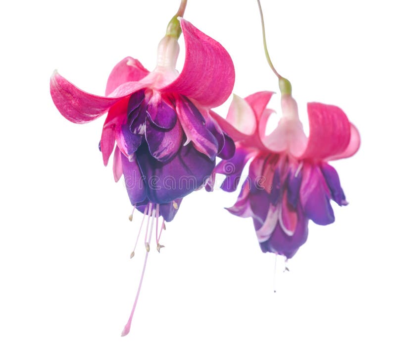 Colourful fuchsia flower isolated on white background, Rocket F