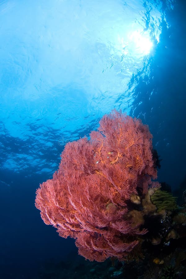 Colourful gorgone. royalty free stock photo