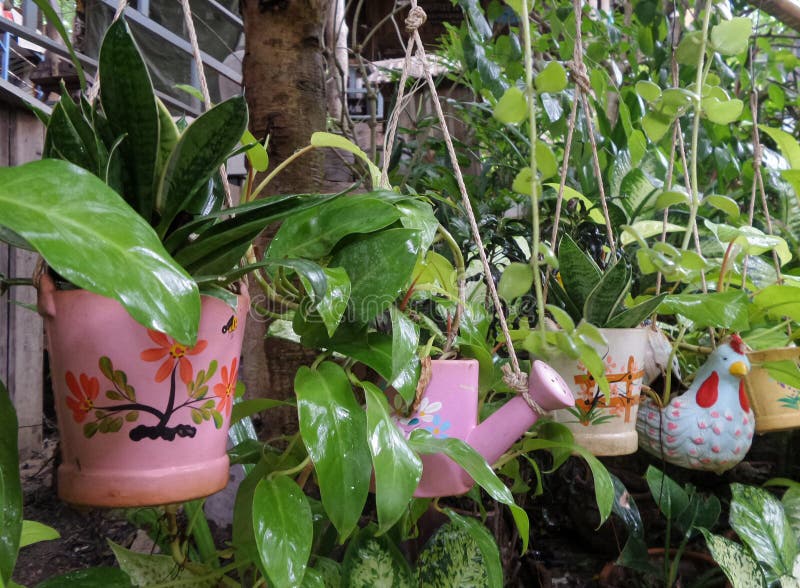 Colourful hanging pot stock photo. Image of plant, hanging 76718708