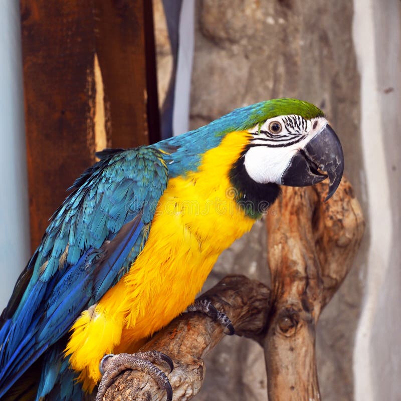 Colourful Macaw Parrot Sitting on Wooden Perch. A friendly colourful pet macaw parrot standing on a natural wooden tree branch perch outside a shop stock photos Colourful Macaw Parrot Sitting on Wooden Perch. A friendly colourful pet macaw parrot standing on a natural wooden tree branch perch outside a shop stock photos