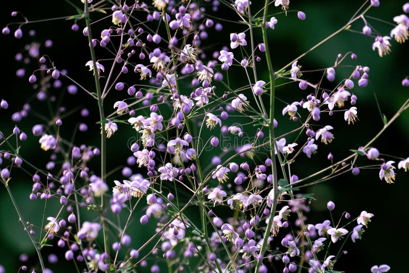 Colourful macro close up of pink coloured Gypsophila paniculata royalty free stock image Colourful macro close up of pink coloured Gypsophila paniculata royalty free stock image