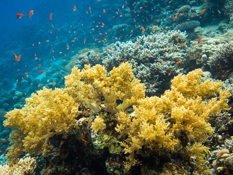 Colourful Marine Life in Red Sea, Egypt, Dahab. Stock Photo - Image of ...