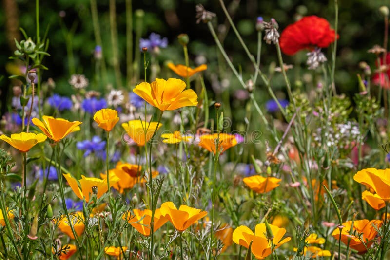 Colourful mix of wild flowers in wild flower meadow, English countryside scene