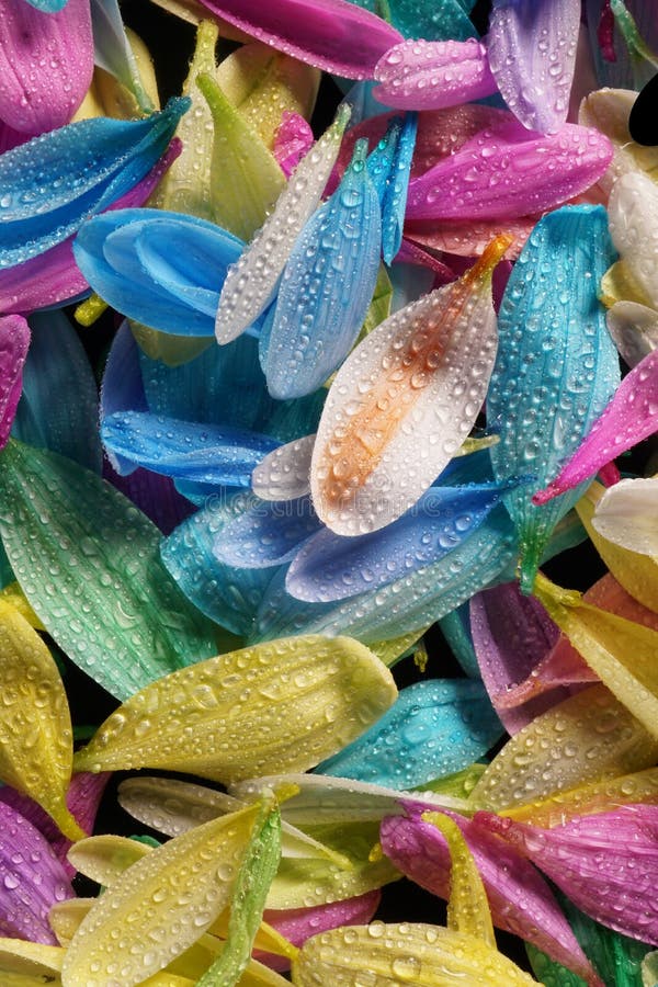 Colourful Multi Coloured Flower Petals with Water Droplets Glinting on Surface of Flower Petals