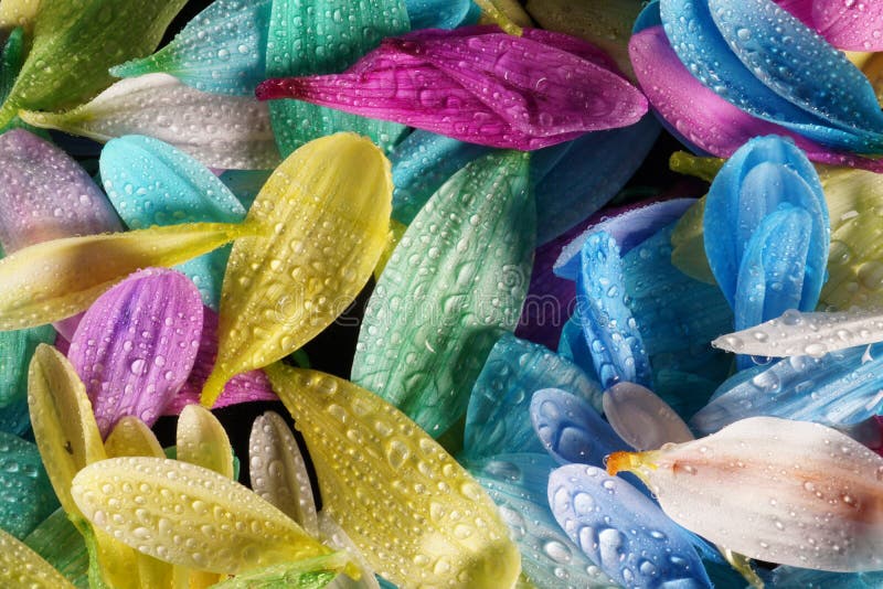 Colourful Multi Coloured Flower Petals with Water Droplets Glinting on