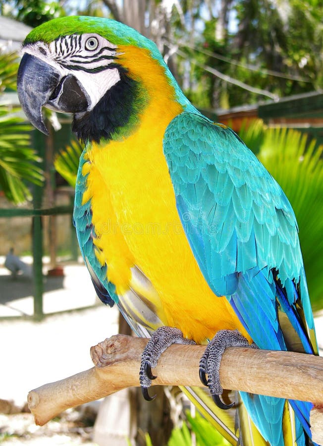 The Colourful Parrot