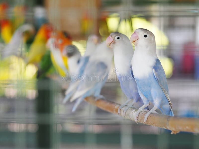 Colourful pastel tone color lovebirds little cute young parrots with short tail making happy noisy high tone beaks in a large cage in pet shop for sale.