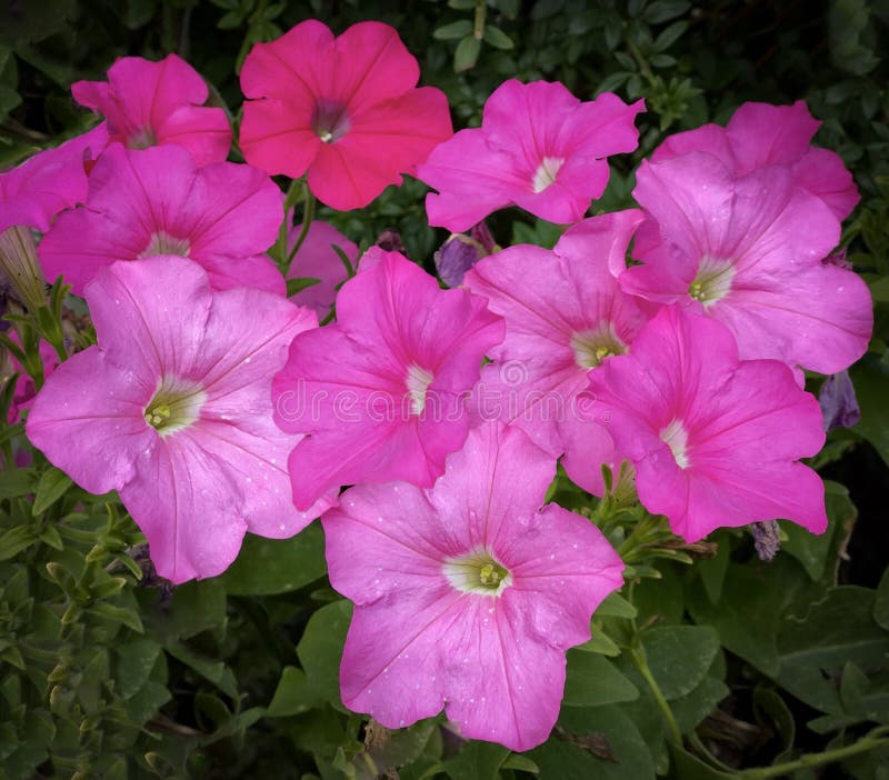 Colourful Pink Petunias in Full Bloom Stock Image Image of closeup