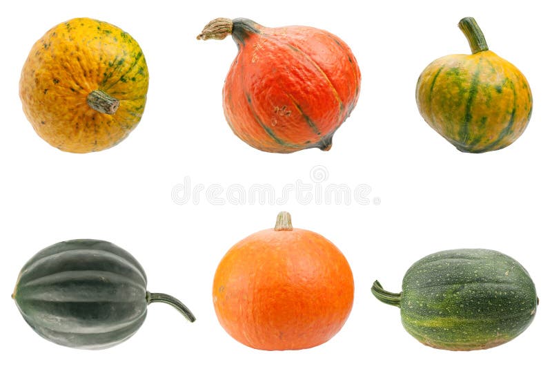 Colourful pumpkins isolated on white background.