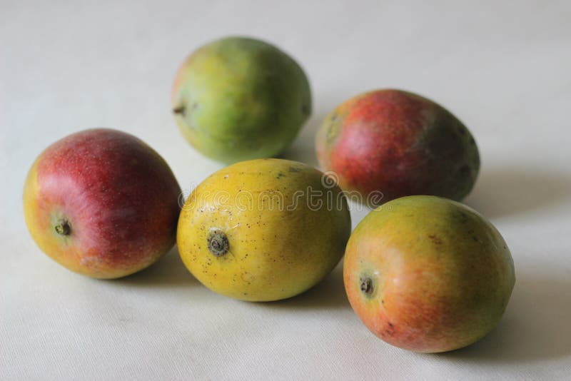 Colourful Ripe Indian Mango Called Lalbagh Mango Stock Image Image of
