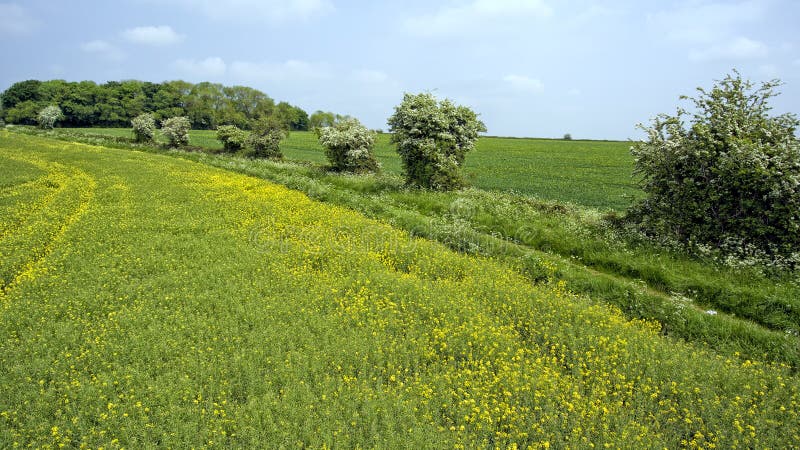 Colourful rural farm fields in springtime english countryside. Yellow rapeseed, green wheat fields, overgrown footpath along white flowering trees, in English royalty free stock images Colourful rural farm fields in springtime english countryside. Yellow rapeseed, green wheat fields, overgrown footpath along white flowering trees, in English royalty free stock images