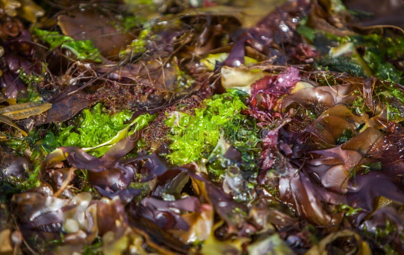 Colourful Seaweed stock photos