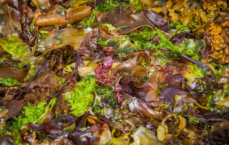 Colourful Seaweed stock photo