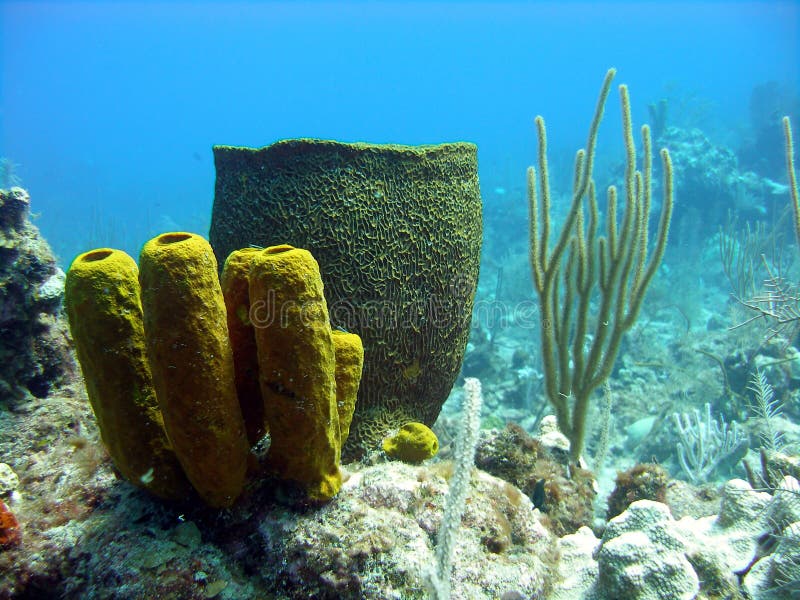 Colourful sponges