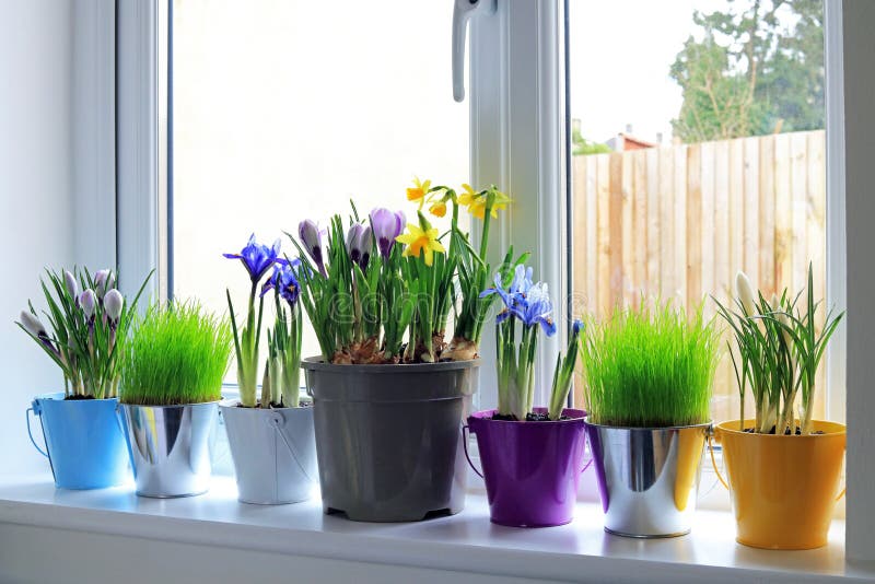 Colourful Spring Bulbs In Coloured Pots. Sat In A Window Ledge stock image