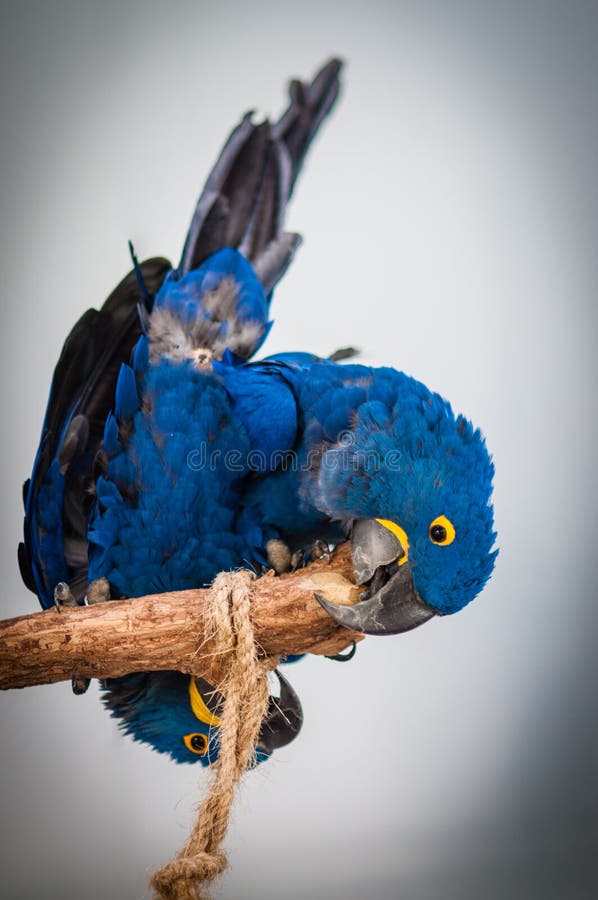Colourful sun parrot birds & x28;Hyacinth macaw& x29;. Colourful sun conure parrot birds on a stick with blurred background royalty free stock photography Colourful sun parrot birds & x28;Hyacinth macaw& x29;. Colourful sun conure parrot birds on a stick with blurred background royalty free stock photography