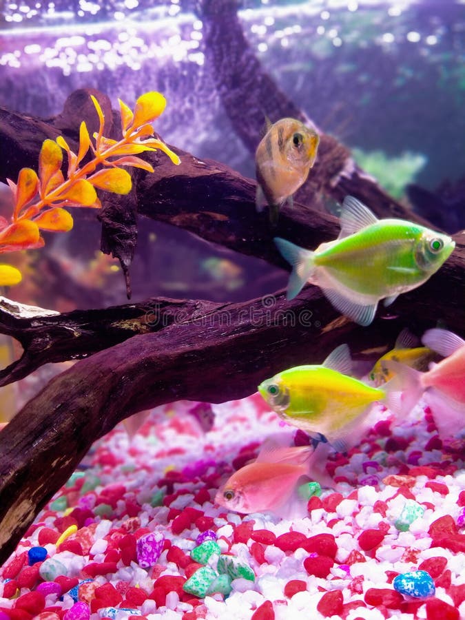 Colourful Tetra fish tank stock image. Image of underwater 252881235