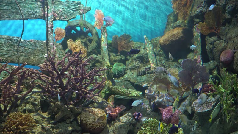 Colourful tropical fish floating near coral reef, close up