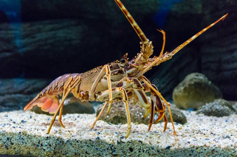 Colourful Tropical Rock lobster under water