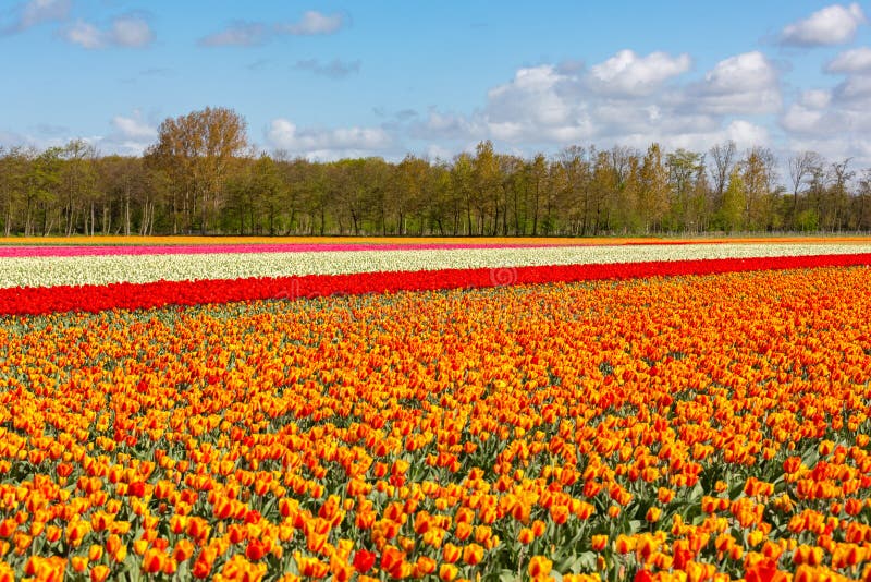 A Colourful Tulip Field Near Lisse in Holland Stock Image - Image of ...