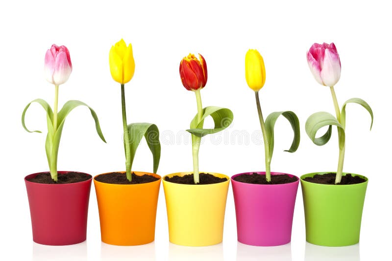 77,745 Flower Pots Stock Photos - Free & Royalty-Free Stock Photos from ...