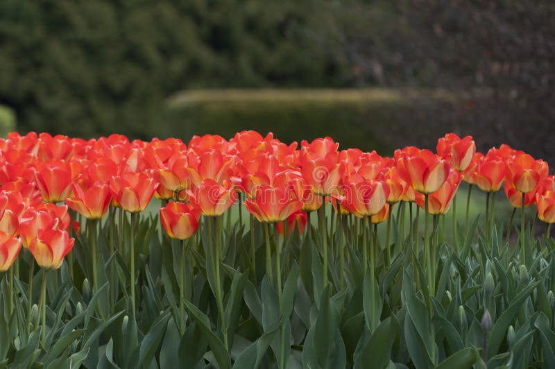 Colourful Tulip Flowers in Poland Stock Photo Image of ornamental, springtime 93154048