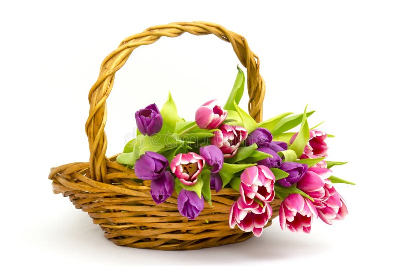 Colourful Tulips in a Basket Stock Photo Image of gift, holiday 36308198