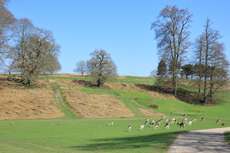 Colourful view of the Sevenoaks countryside with green fields and deer grazing