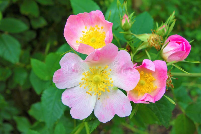 Colourful Wild Flowers, Photographed during the July 2019 Heatwave in Gunnersbury Park, London