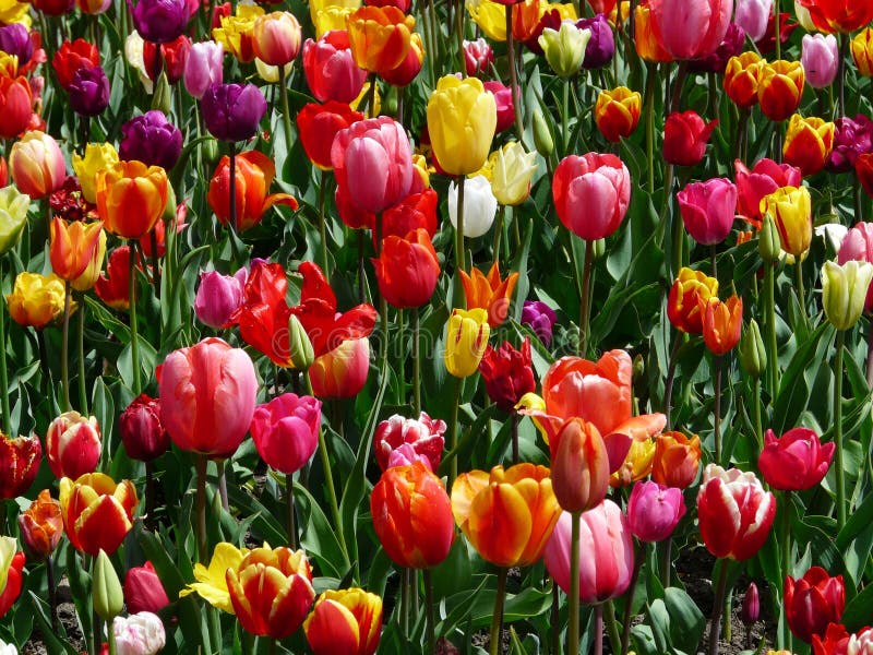 Colourfull Tulips Flowers