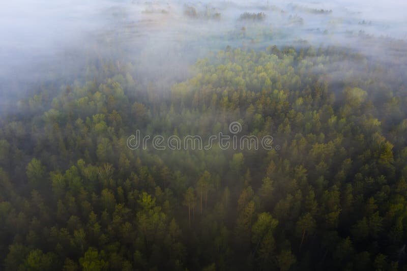 Colpo aereo della foresta nebbiosa ad alba fotografie stock libere da diritti Colpo aereo della foresta nebbiosa ad alba fotografie stock libere da diritti