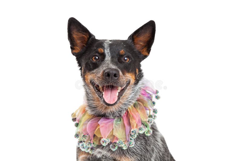 Colpo capo del cane australiano del bestiame che indossa collare unico immagine stock libera da diritti Colpo capo del cane australiano del bestiame che indossa collare unico immagine stock libera da diritti