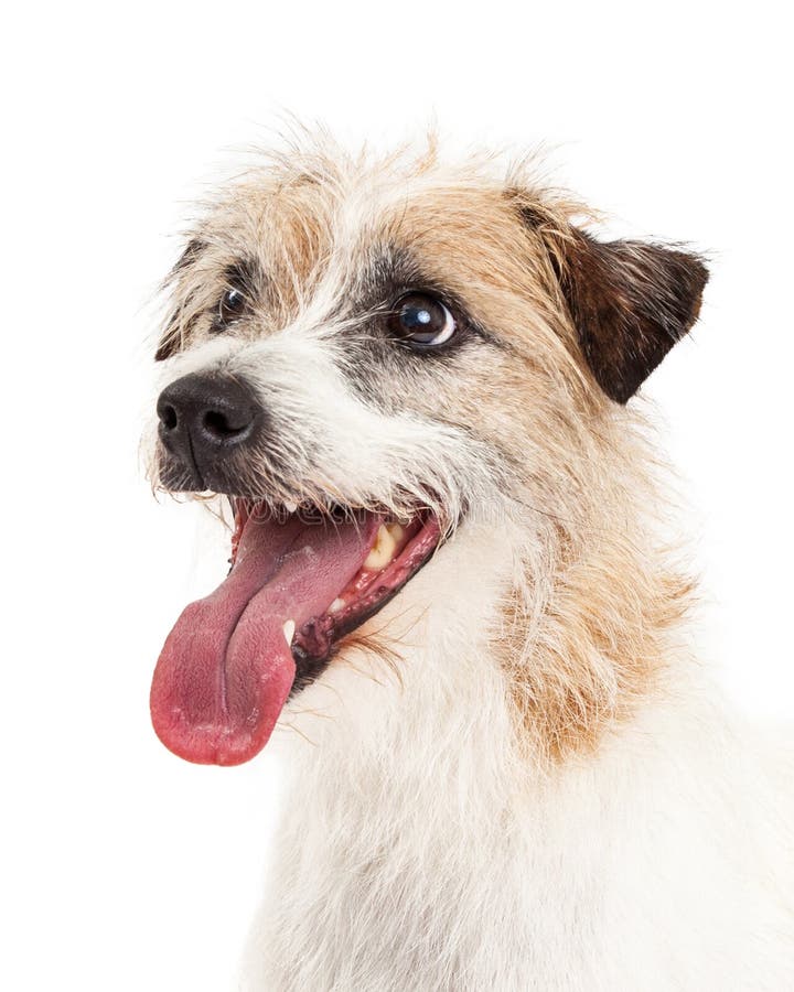 Colpo capo di profilo di Jack Russell Terrier Dog fotografia stock libera da diritti Colpo capo di profilo di Jack Russell Terrier Dog fotografia stock libera da diritti
