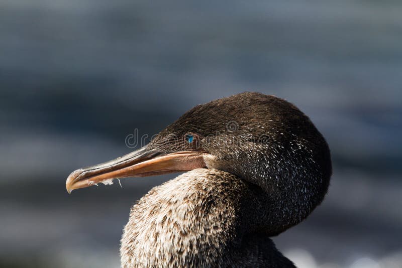 Colpo capo di un harrisi Flightless del Phalacrocorax di Cormorant, isola di Fernandina, isole Galapagos, Ecuador immagini stock Colpo capo di un harrisi Flightless del Phalacrocorax di Cormorant, isola di Fernandina, isole Galapagos, Ecuador immagini stock