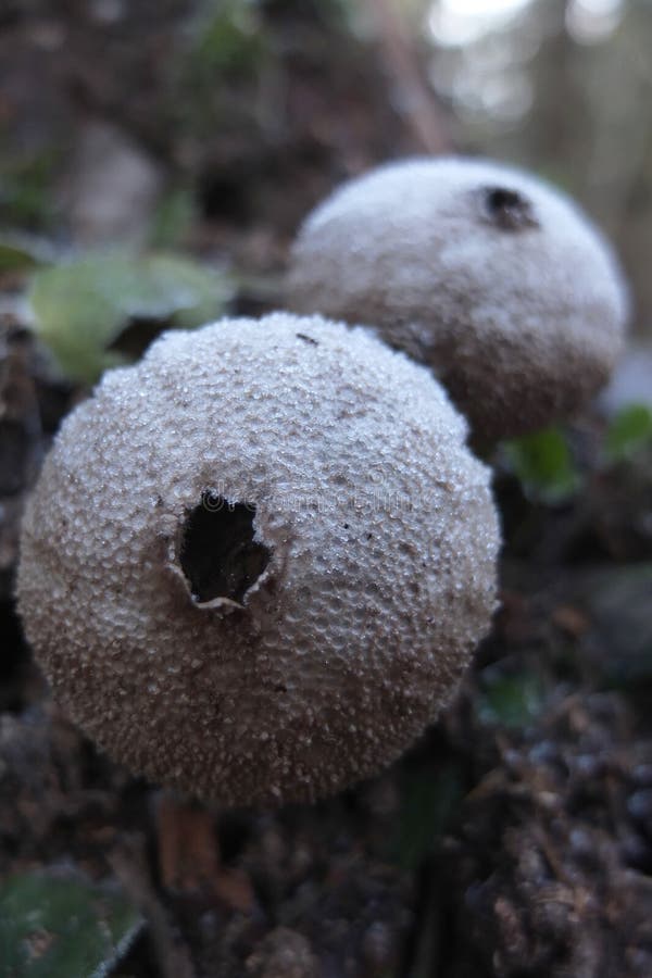 Colpo del primo piano del fungo del Puffball fotografie stock Colpo del primo piano del fungo del Puffball fotografie stock