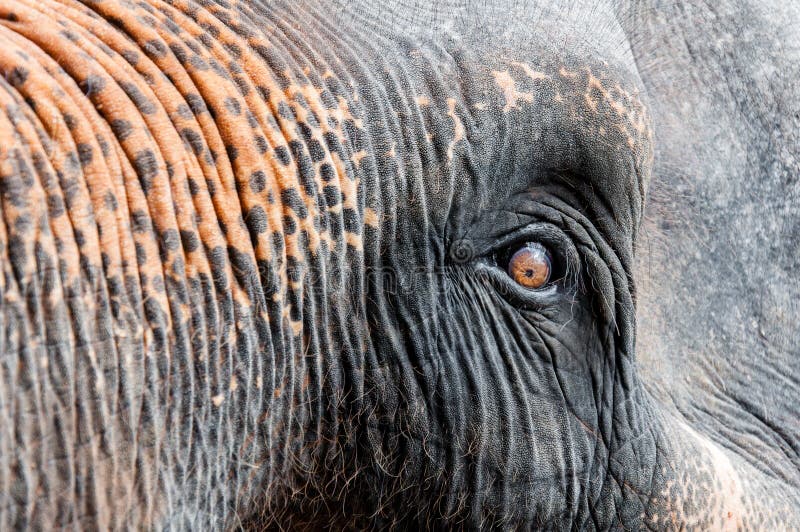 Colpo del primo piano dell'occhio dell'elefante asiatico fotografie stock Colpo del primo piano dell'occhio dell'elefante asiatico fotografie stock