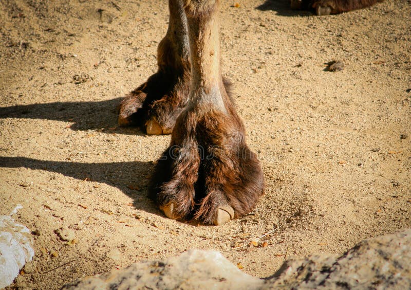 Colpo di scarsità della gamba anteriore di un bactrianus battriano o asiatico del Camelus del cammello fotografia stock libera da diritti Colpo di scarsità della gamba anteriore di un bactrianus battriano o asiatico del Camelus del cammello fotografia stock libera da diritti